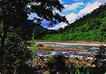 Dooars Resort Surrounded by Greenery